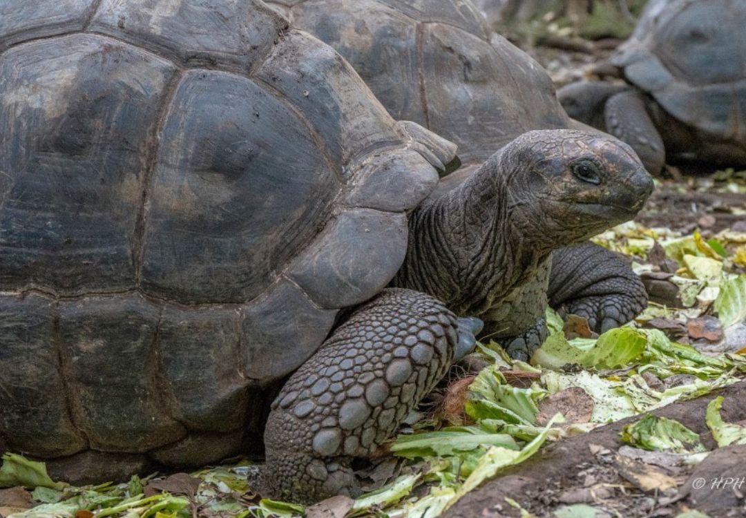 jozani tortoise