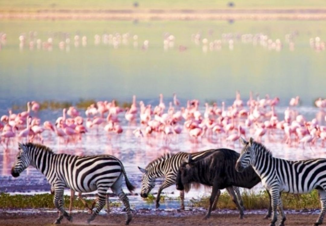 zanzi pride tours safaris